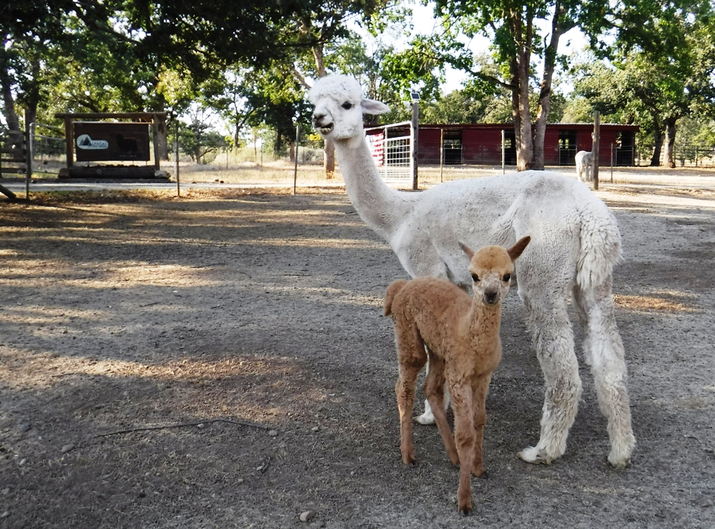 Grace and her first cria, Gina